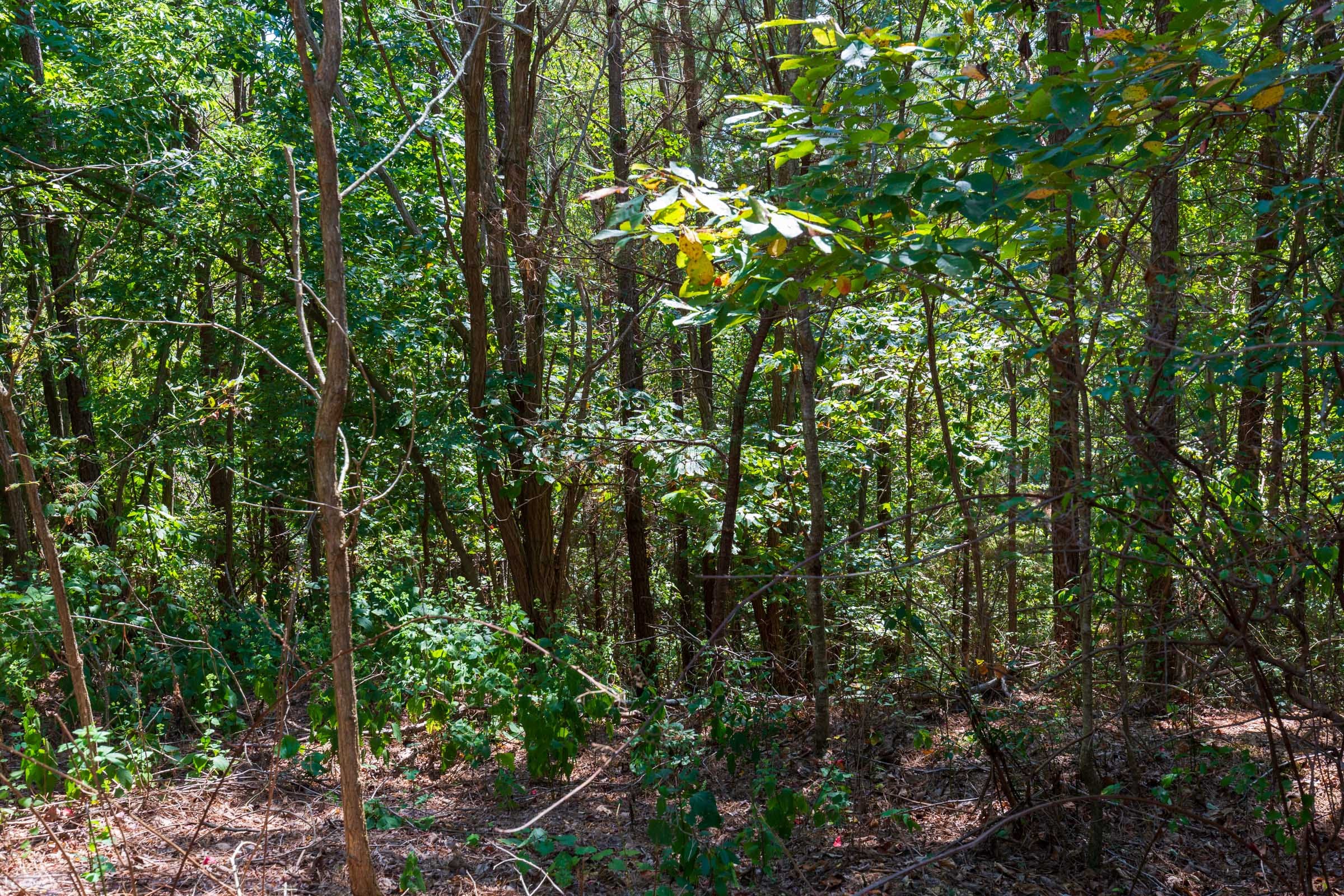 Redemption Ridge Tract 16 photo 6