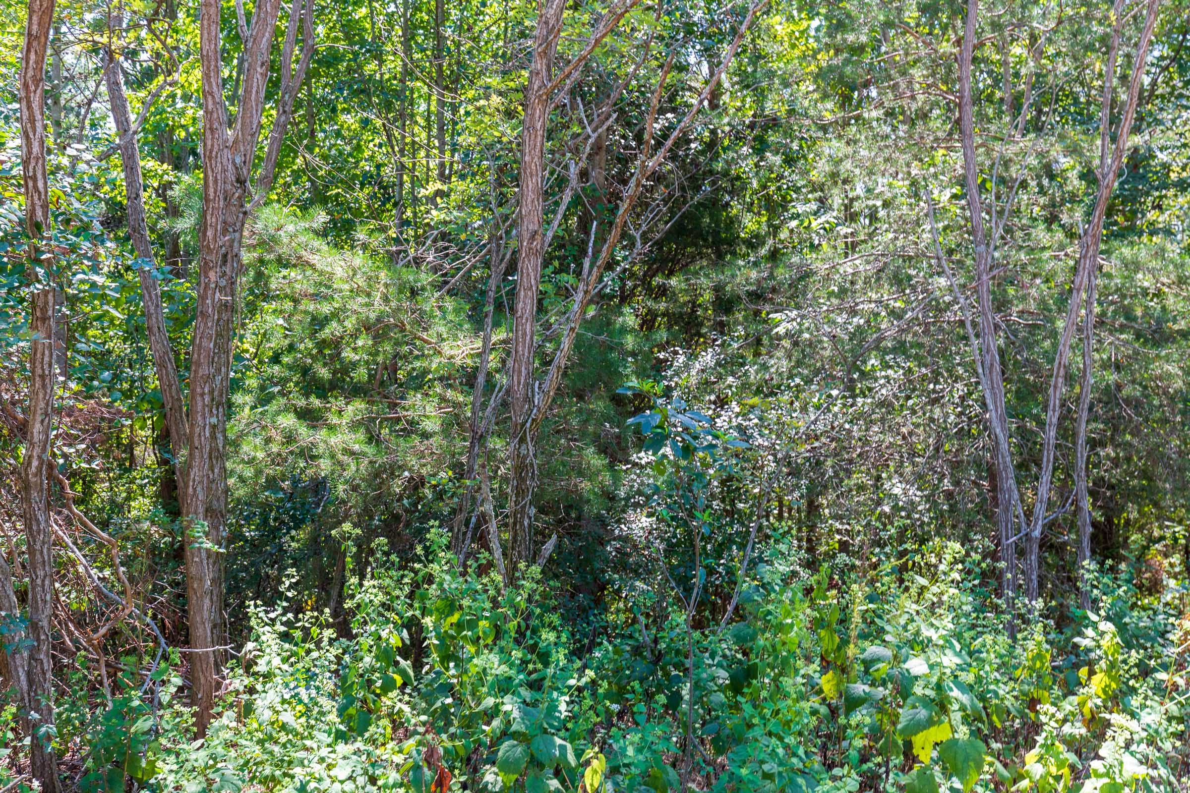 Redemption Ridge Tract 16 photo 8