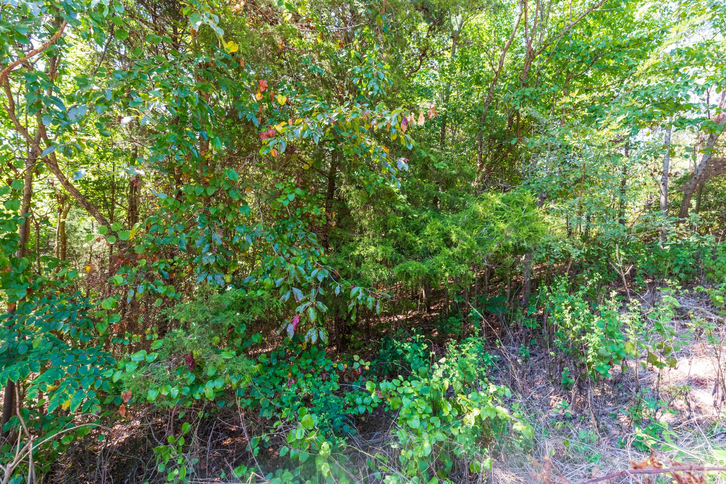 Redemption Ridge Tract 16 photo 10