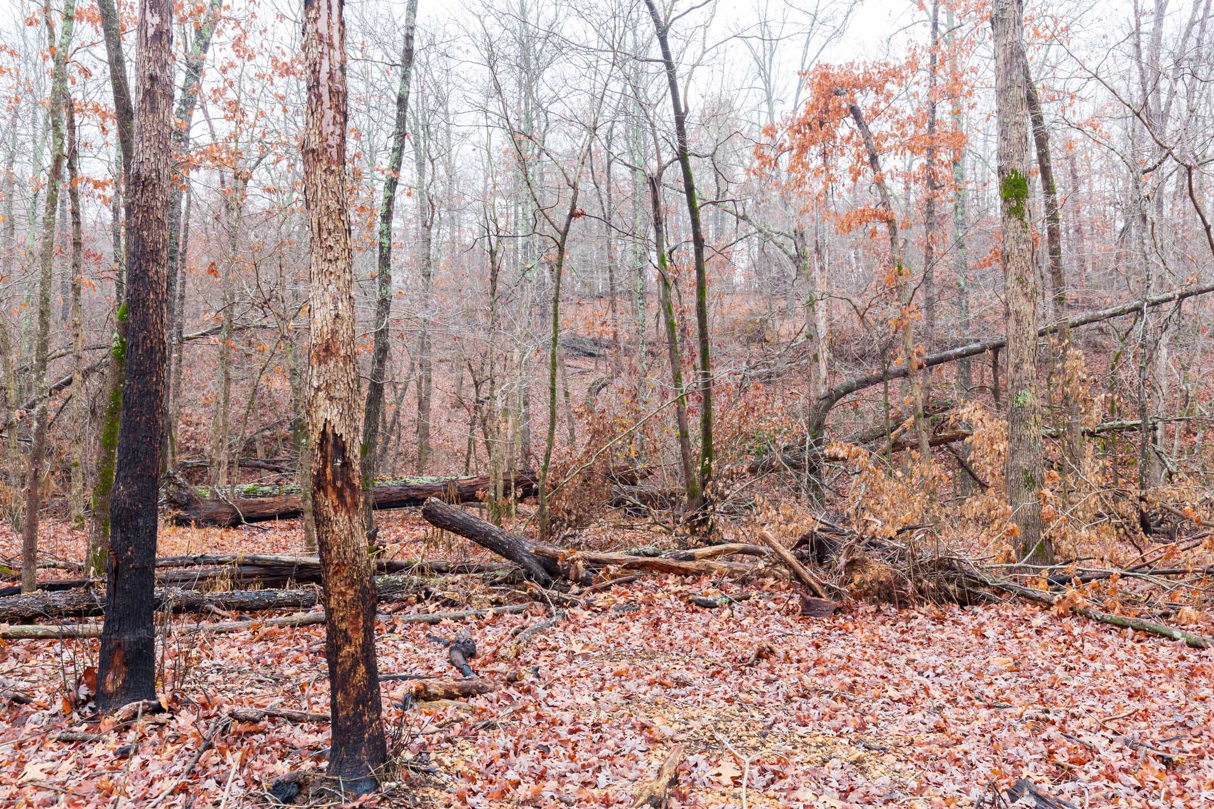 Carter’s Crossing Tract 11 photo 6