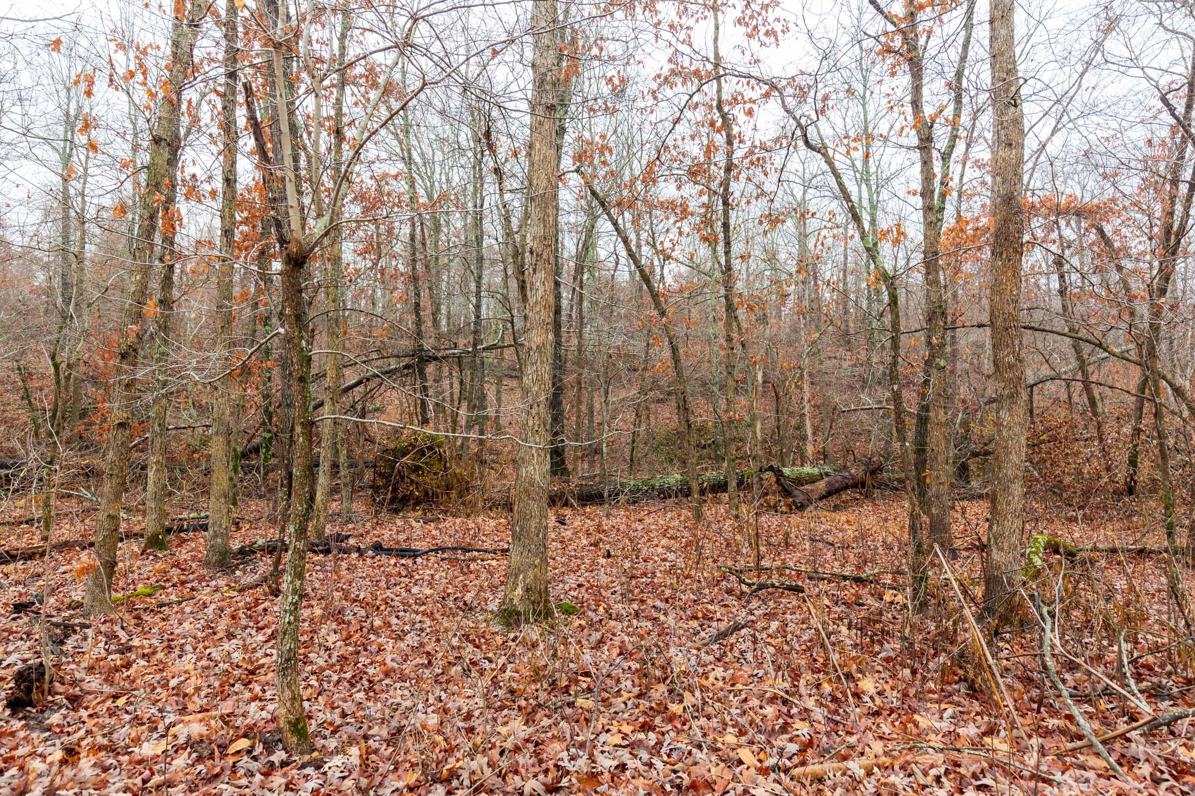 Carter’s Crossing Tract 11 photo 4