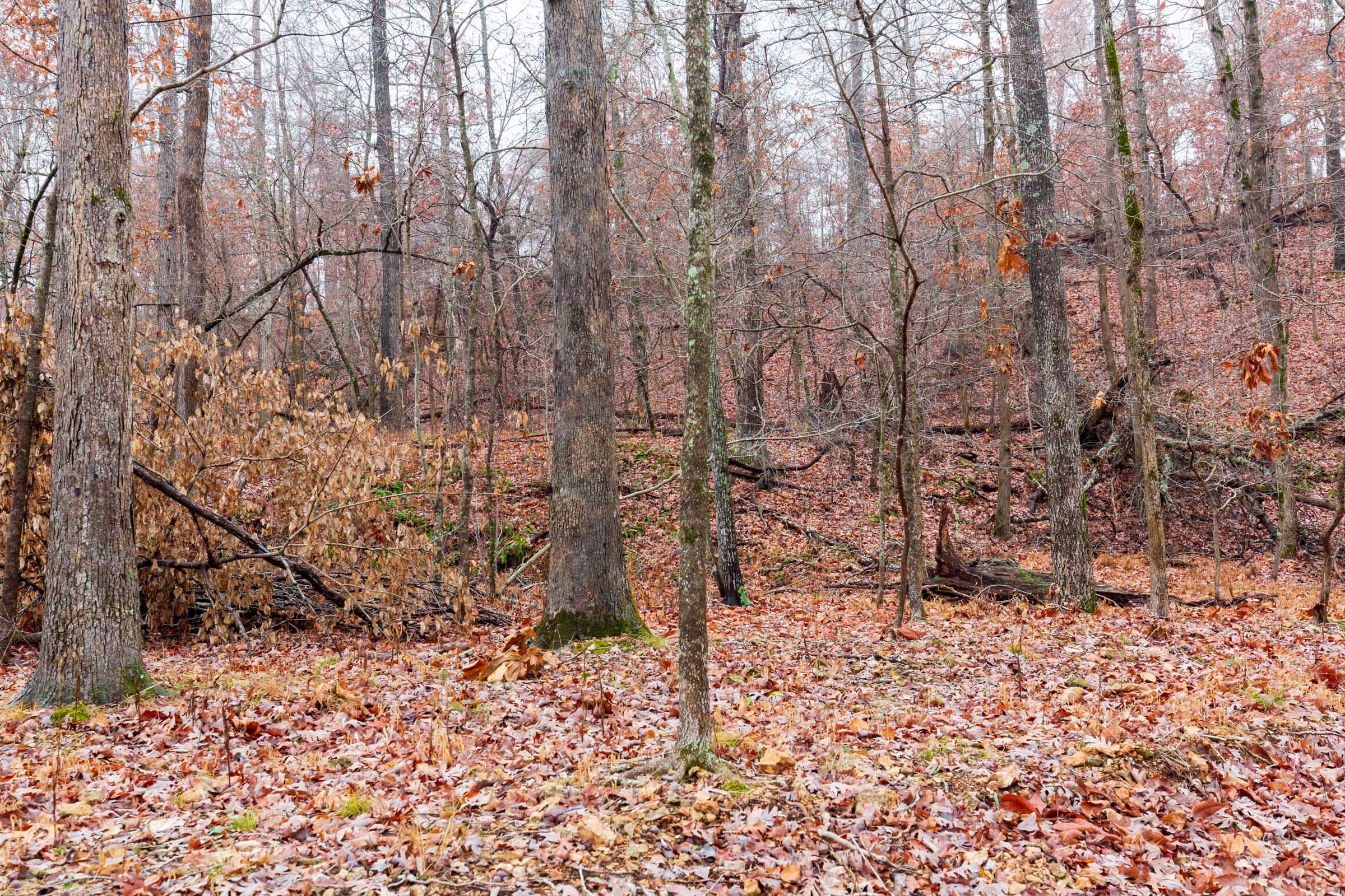 Carter’s Crossing Tract 11 photo 10
