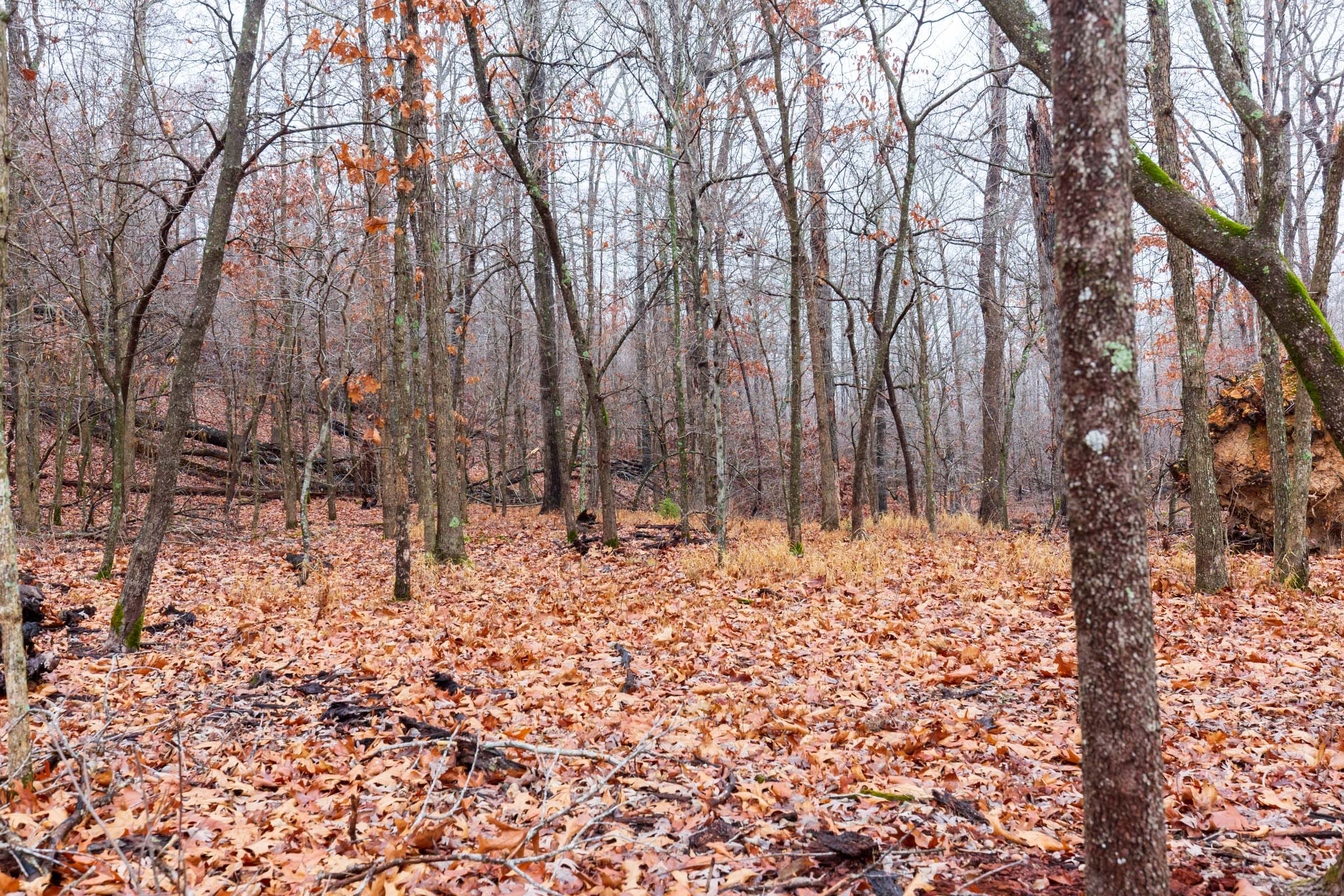 Carter’s Crossing Tract 11 photo 12