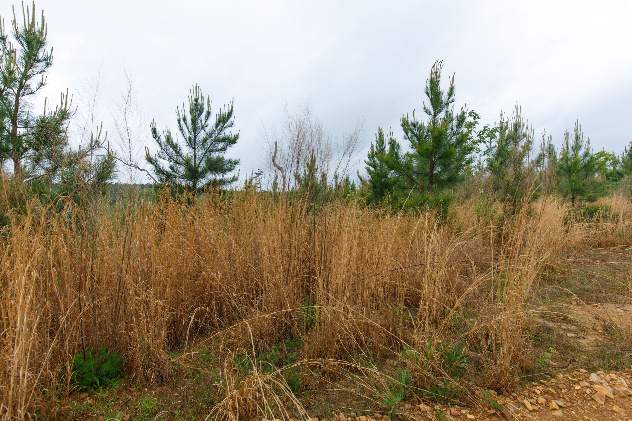 Red Barn Ranch Tract 32 photo 4