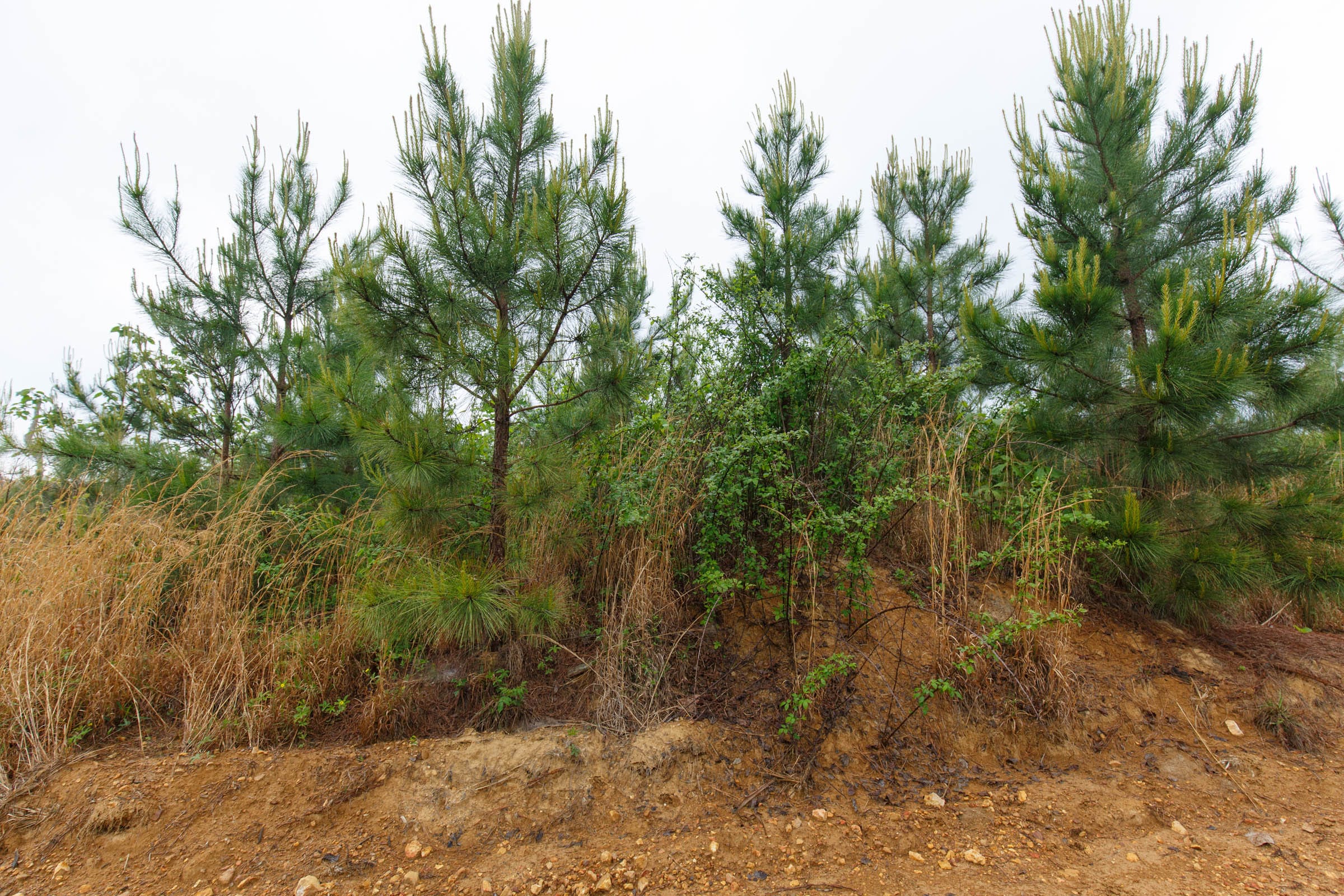 Red Barn Ranch Tract 32 photo 5