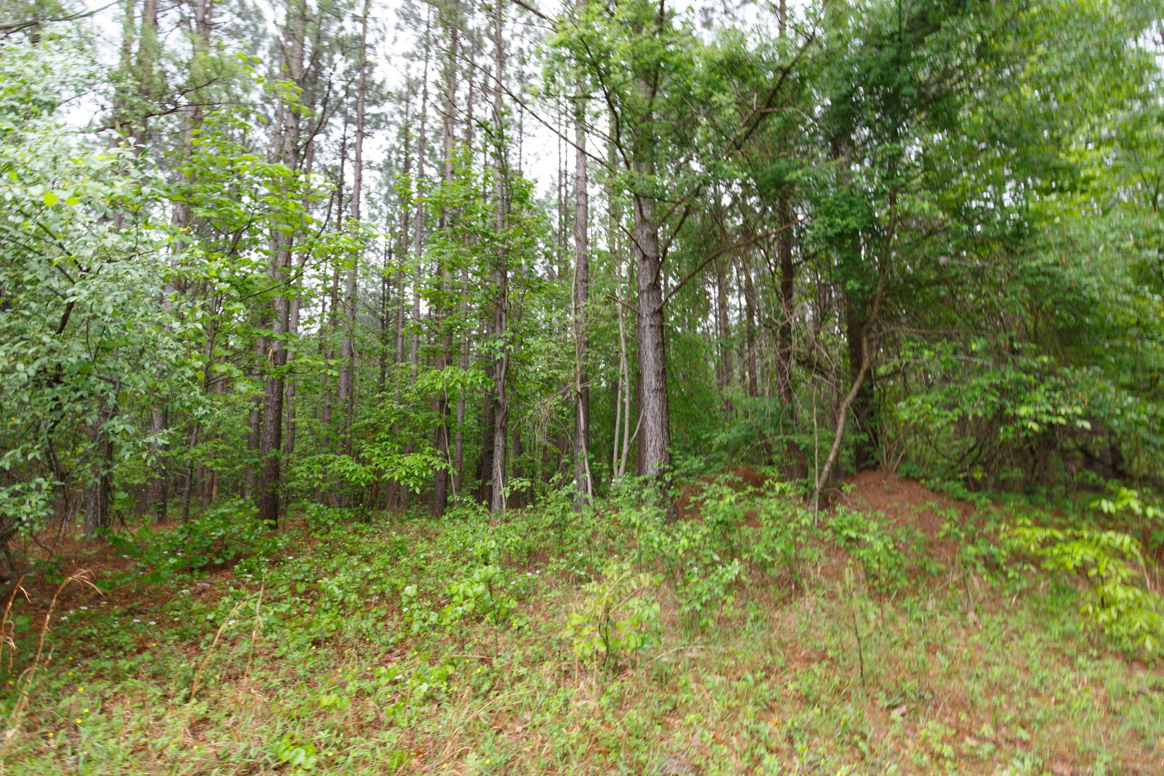 Red Barn Ranch Tract 32 photo 8