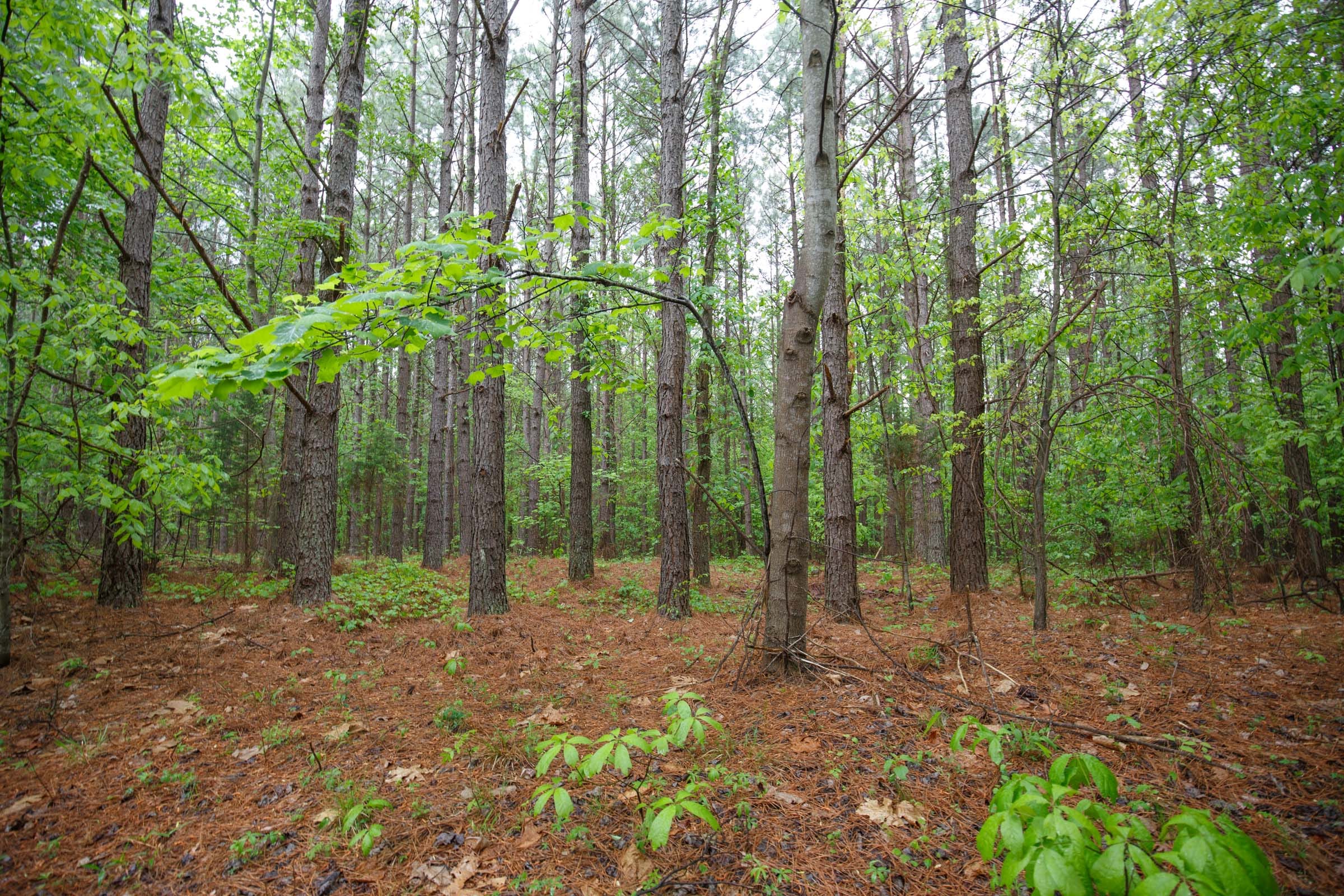 Red Barn Ranch Tract 32 photo 9