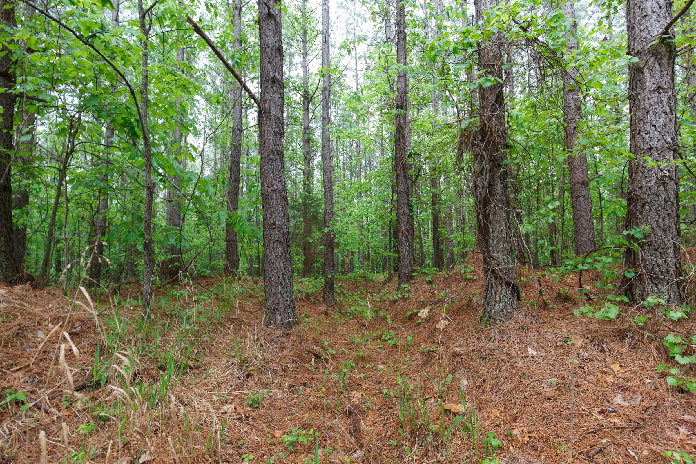 Red Barn Ranch Tract 32 photo 10