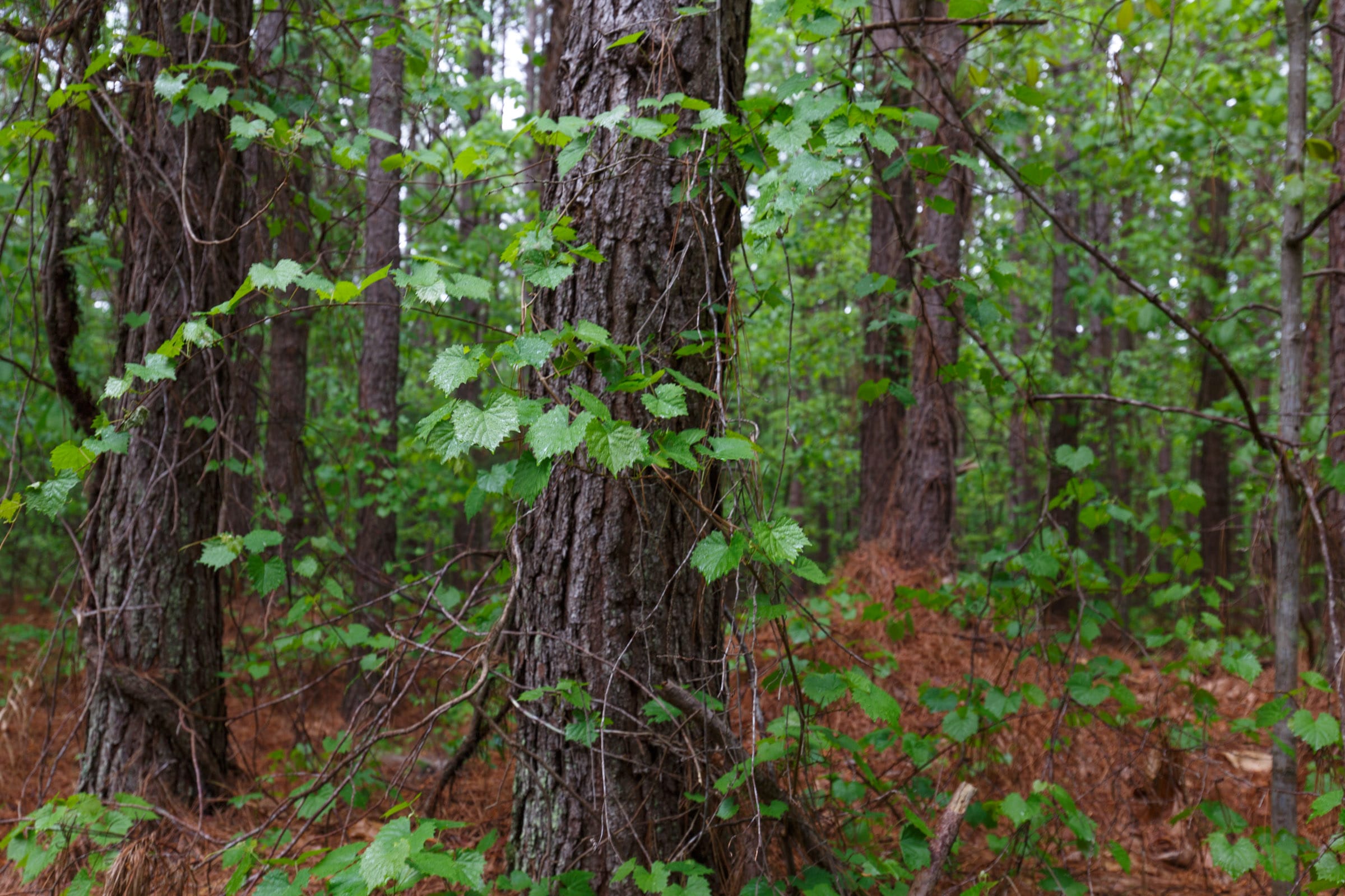 Red Barn Ranch Tract 32 photo 11