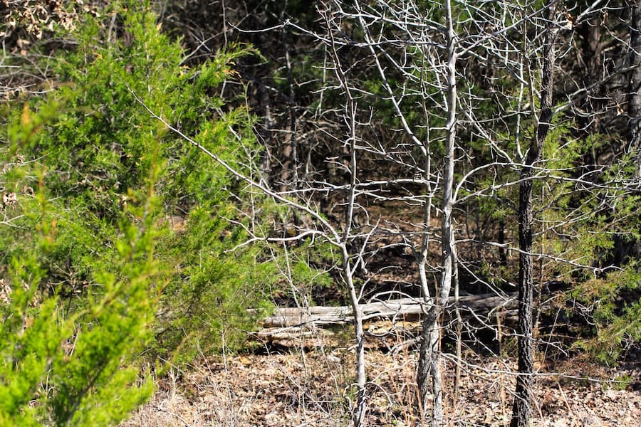 Montgomery Ranch Tract 6 photo 4