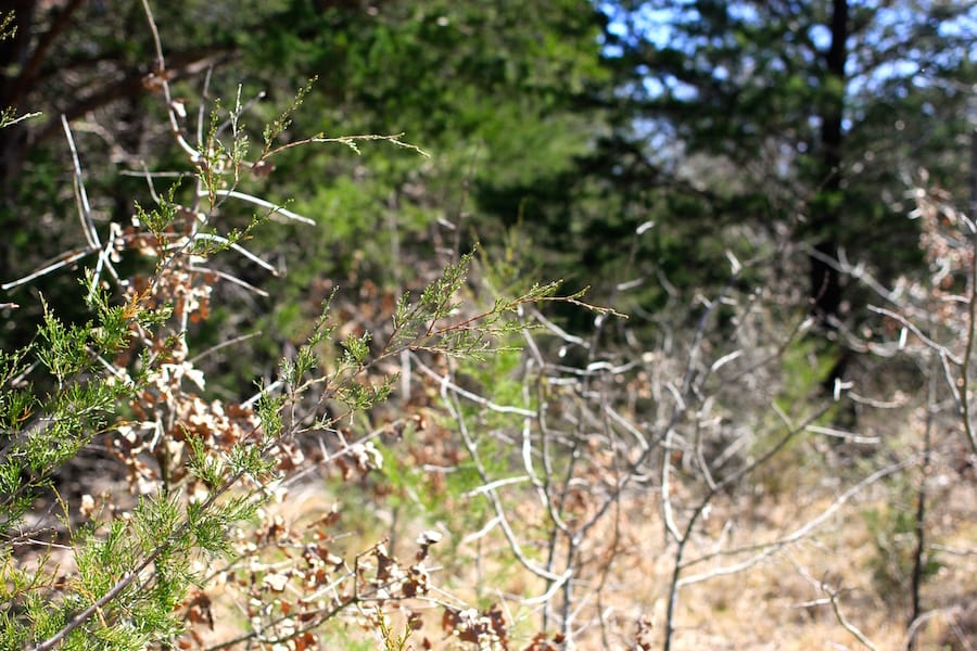 Montgomery Ranch Tract 6 photo 5