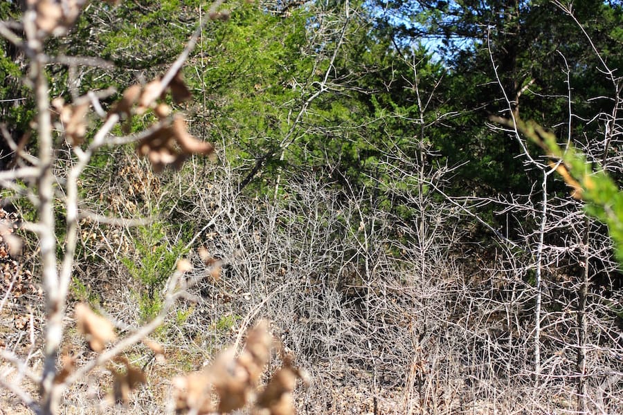 Montgomery Ranch Tract 6 photo 6