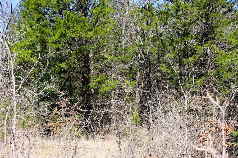 Montgomery Ranch Tract 6 photo 8