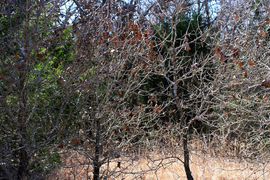 Montgomery Ranch Tract 6 photo 13
