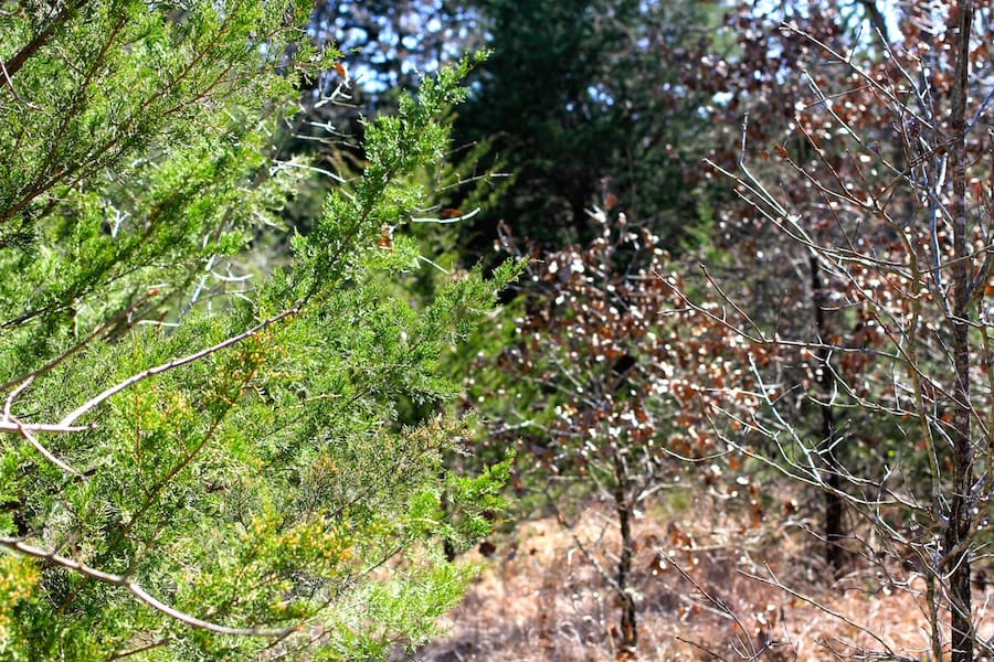 Montgomery Ranch Tract 6 photo 15