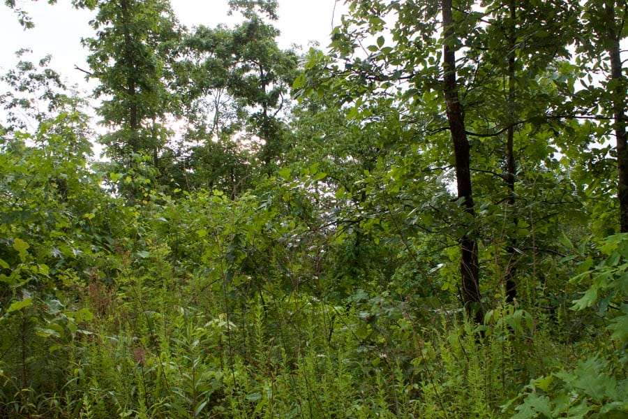 Thunder Mountain Ranch Tract 2 photo 5