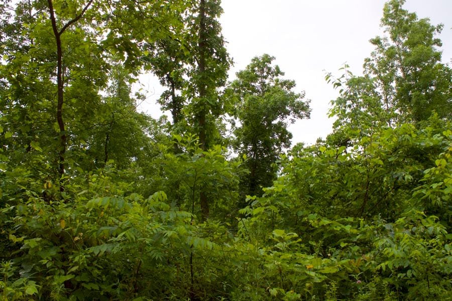 Thunder Mountain Ranch Tract 2 photo 6
