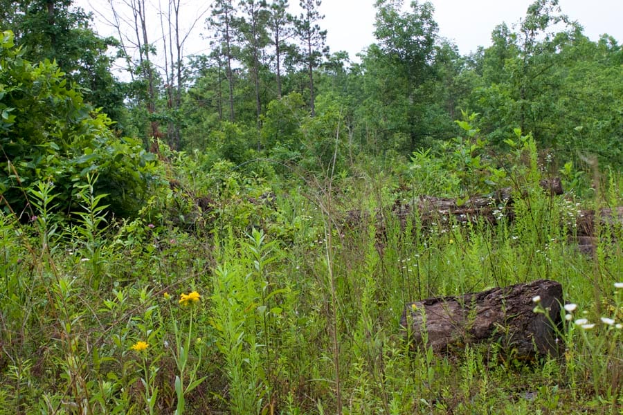 Thunder Mountain Ranch Tract 2 photo 10
