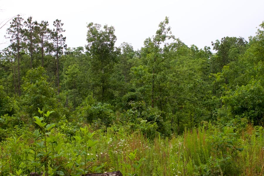 Thunder Mountain Ranch Tract 2 photo 11