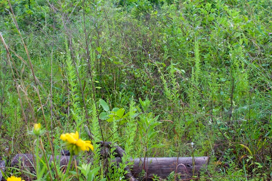 Thunder Mountain Ranch Tract 2 photo 12