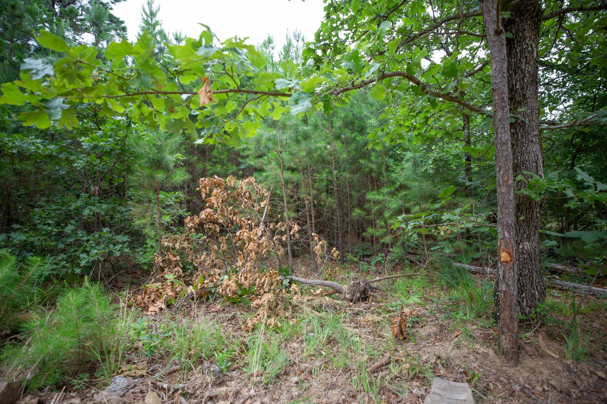 Eagle’s Nest Tract 66 photo 2