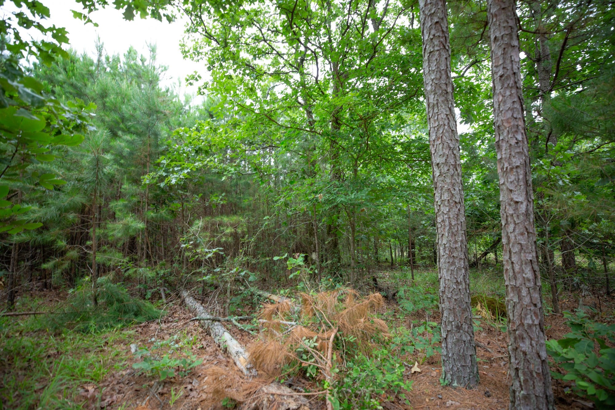Eagle’s Nest Tract 66 photo 4