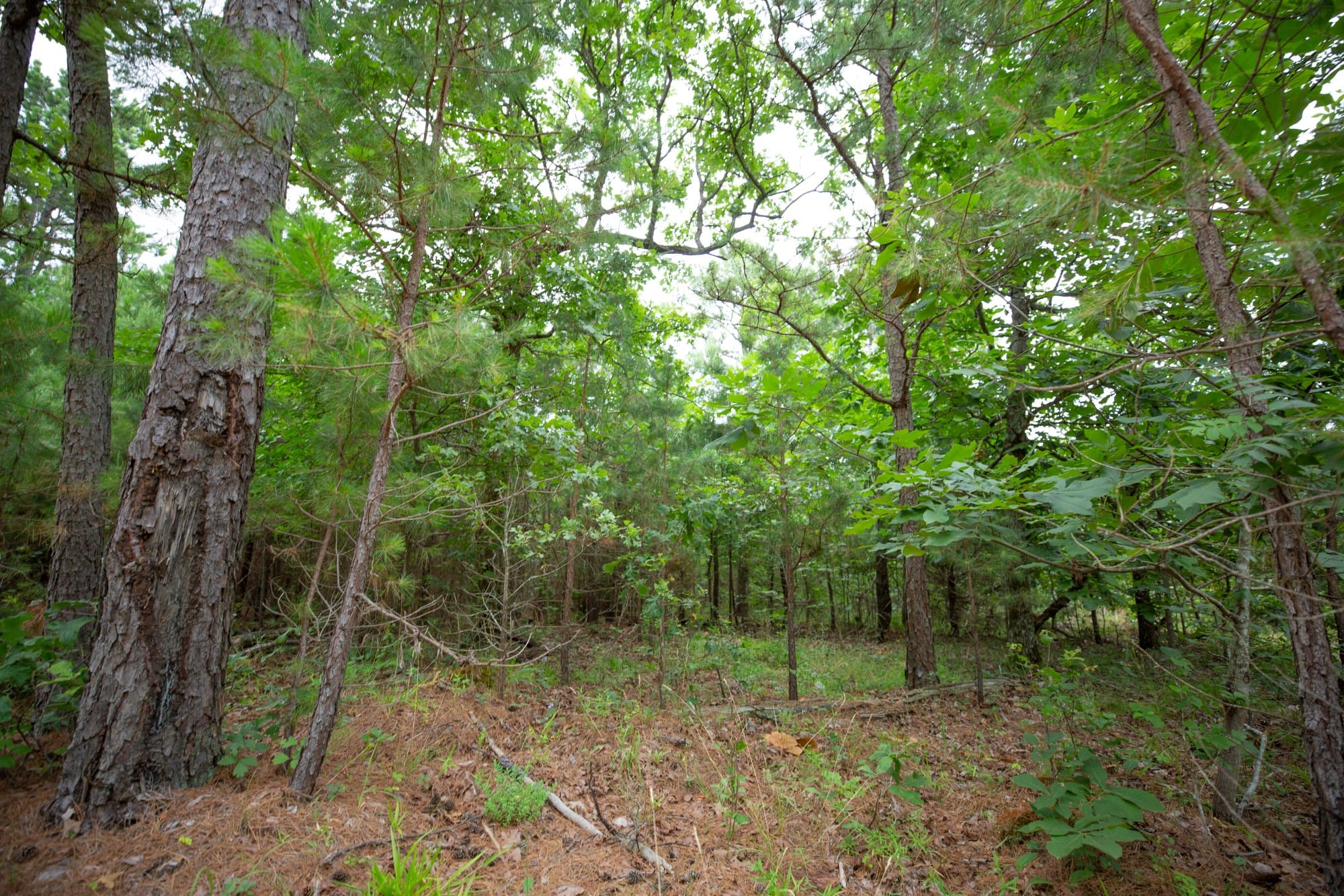 Eagle’s Nest Tract 66 photo 5