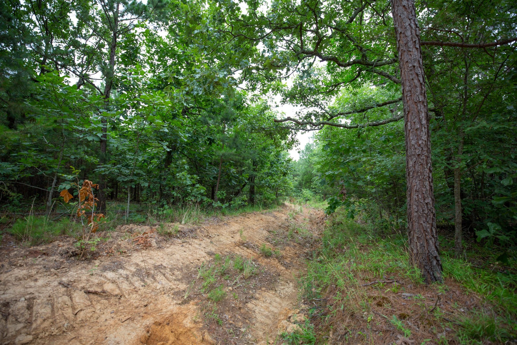 Eagle’s Nest Tract 66 photo 6