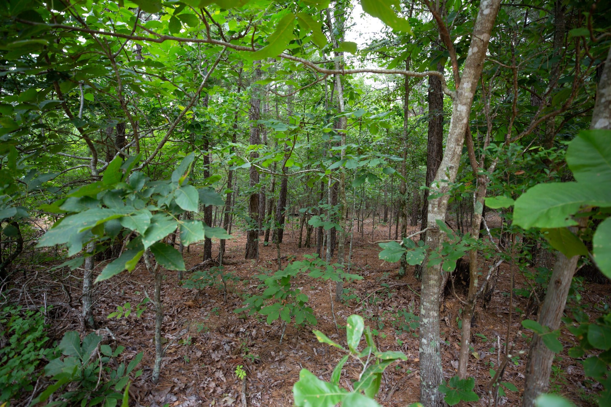 Eagle’s Nest Tract 66 photo 7
