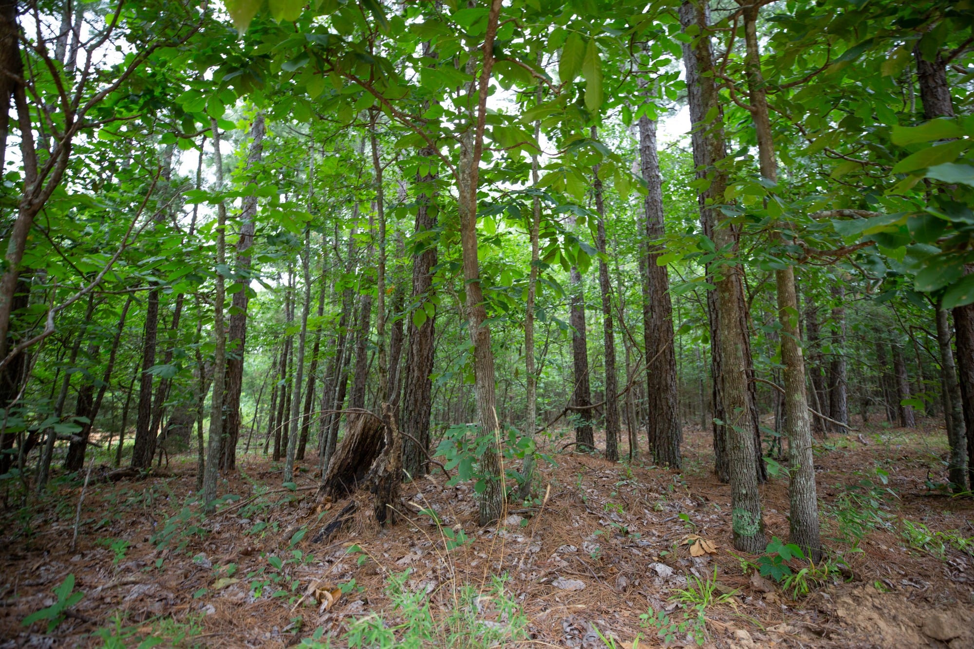 Eagle’s Nest Tract 66 photo 9