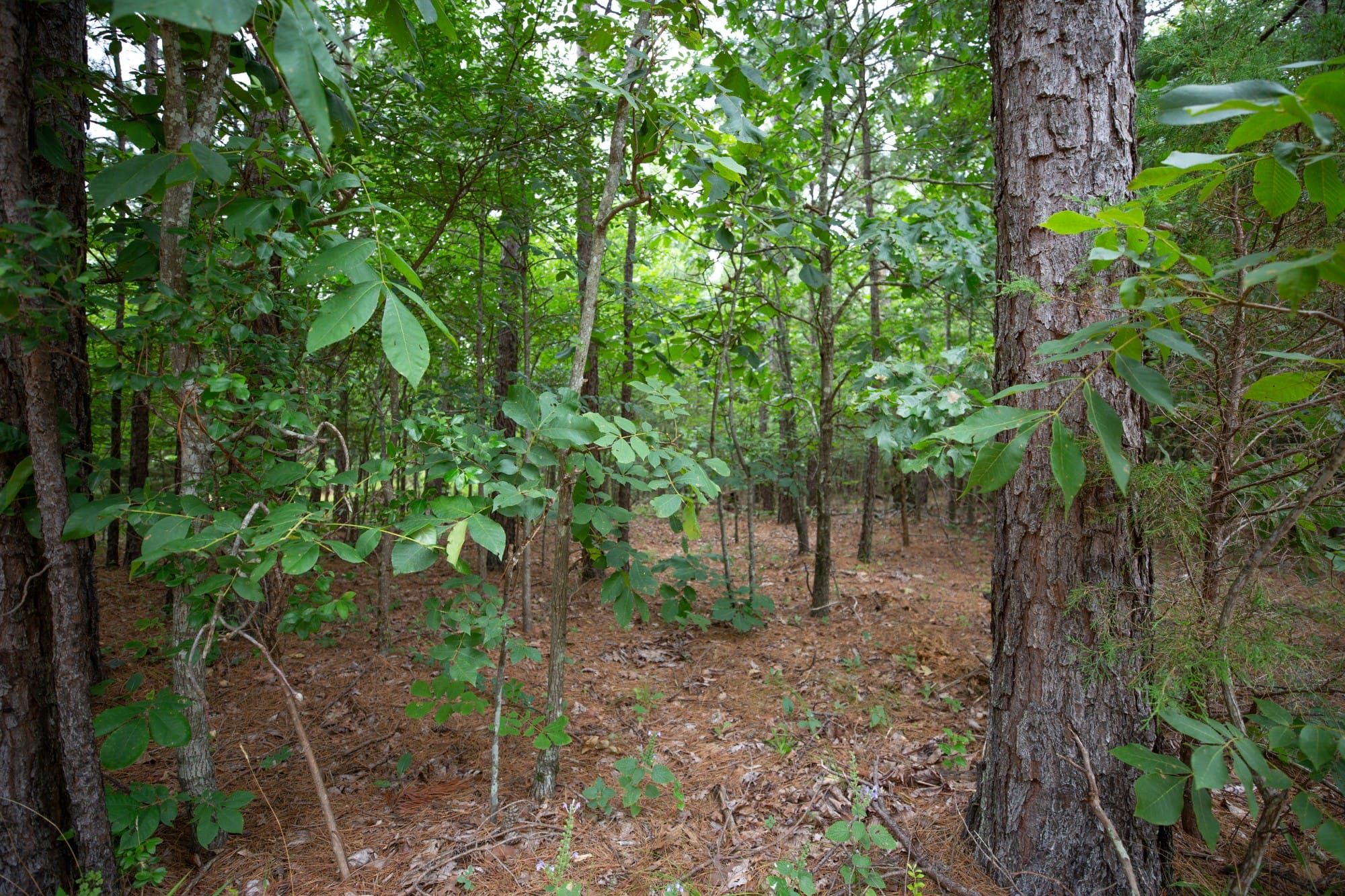 Eagle’s Nest Tract 66 photo 11