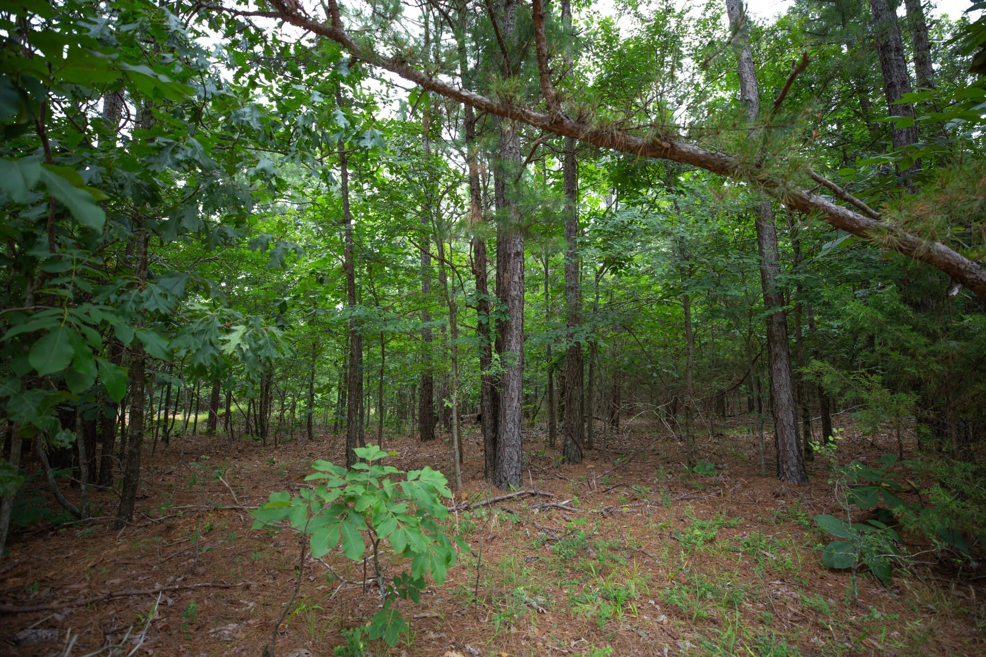 Eagle’s Nest Tract 66 photo 12