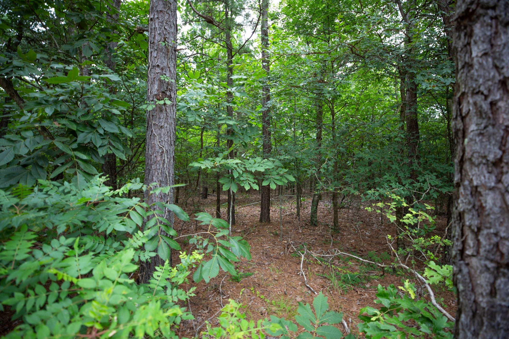 Eagle’s Nest Tract 66 photo 13