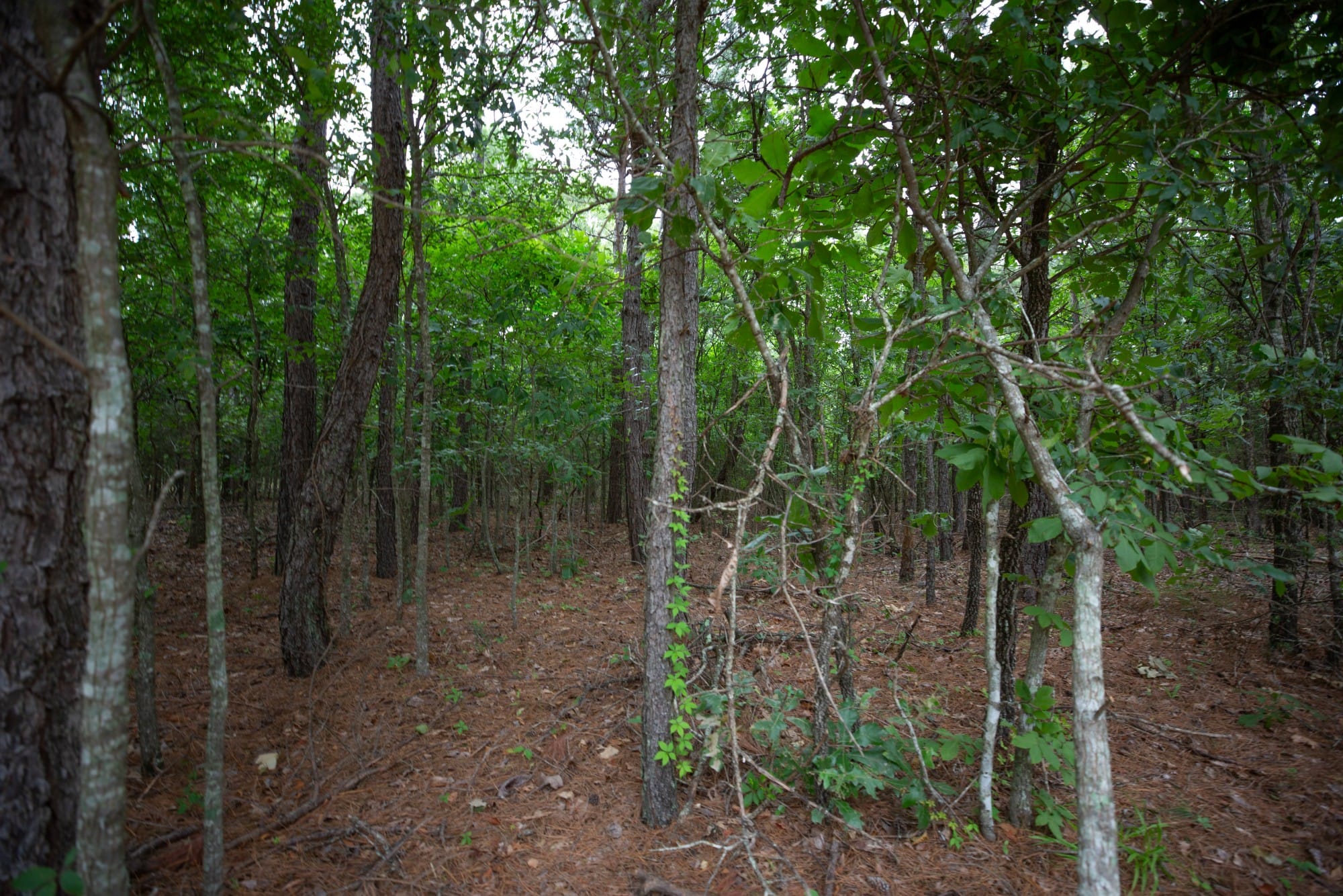 Eagle’s Nest Tract 66 photo 16