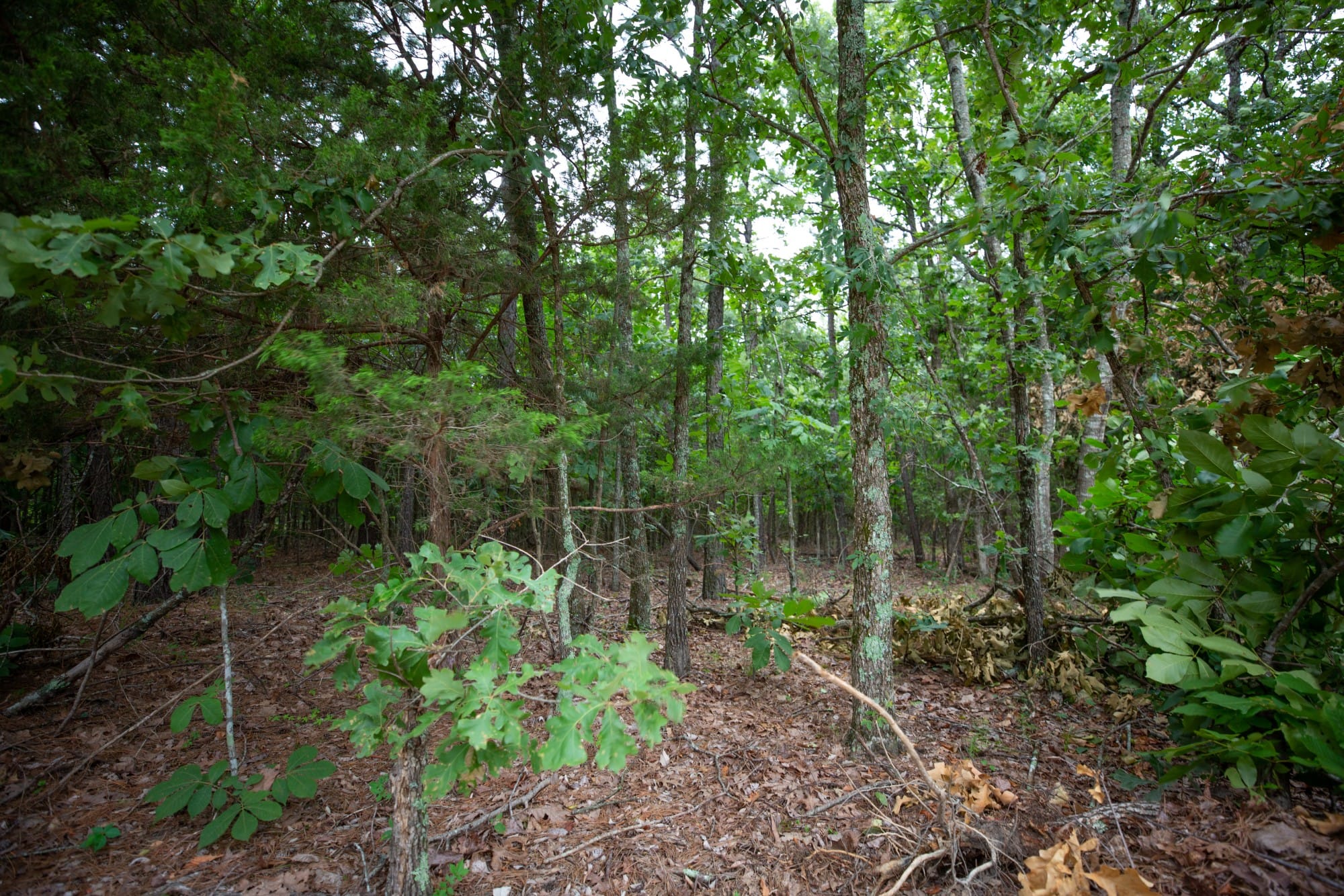 Eagle’s Nest Tract 66 photo 17