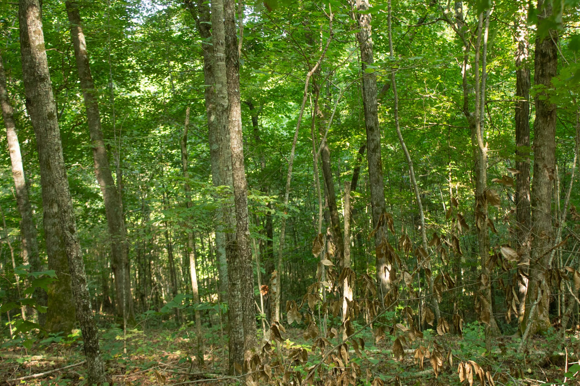 Bluegrass Ridge Tract 7 photo 3