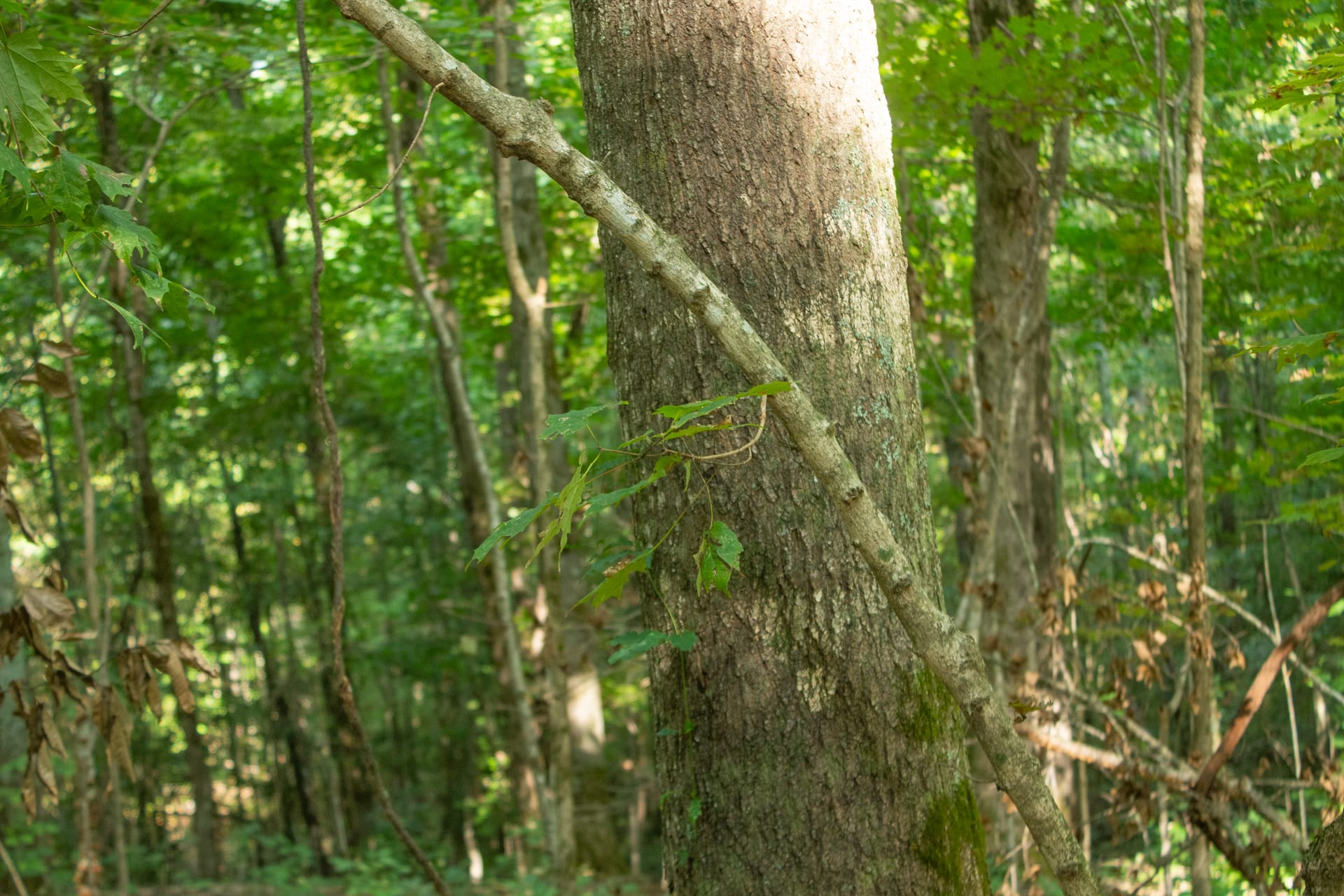 Bluegrass Ridge Tract 7 photo 5