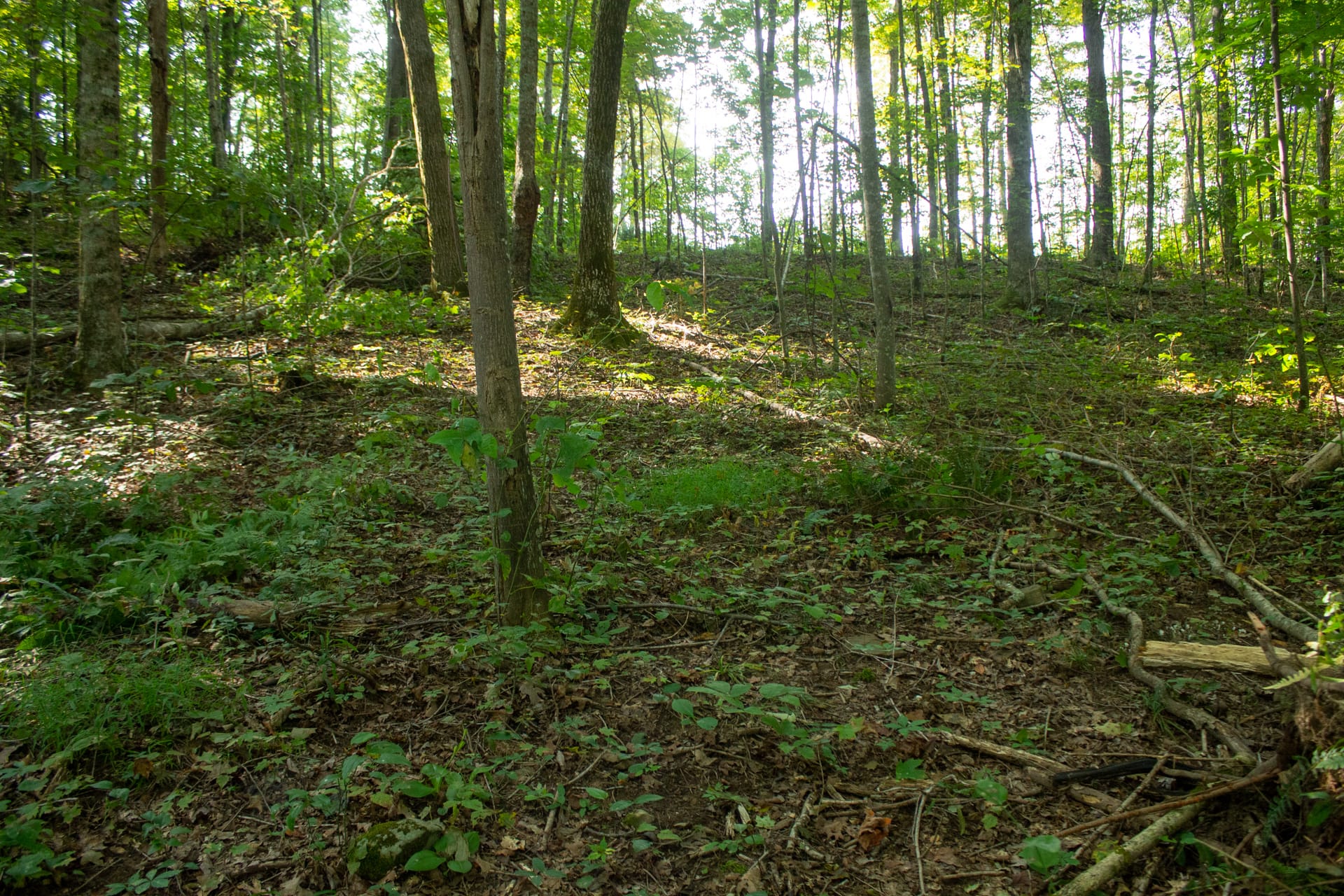 Bluegrass Ridge Tract 7 photo 7