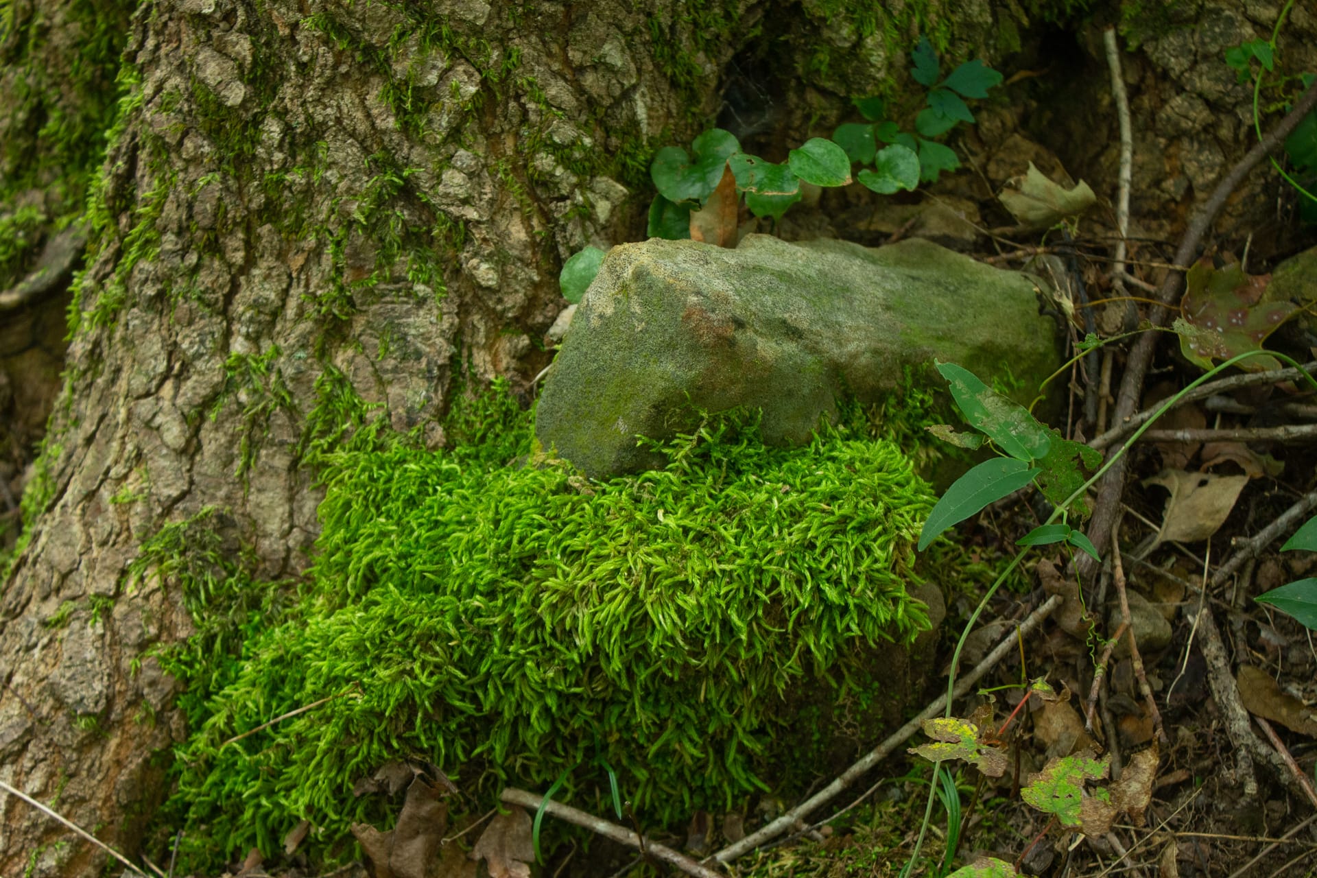 Bluegrass Ridge Tract 7 photo 8