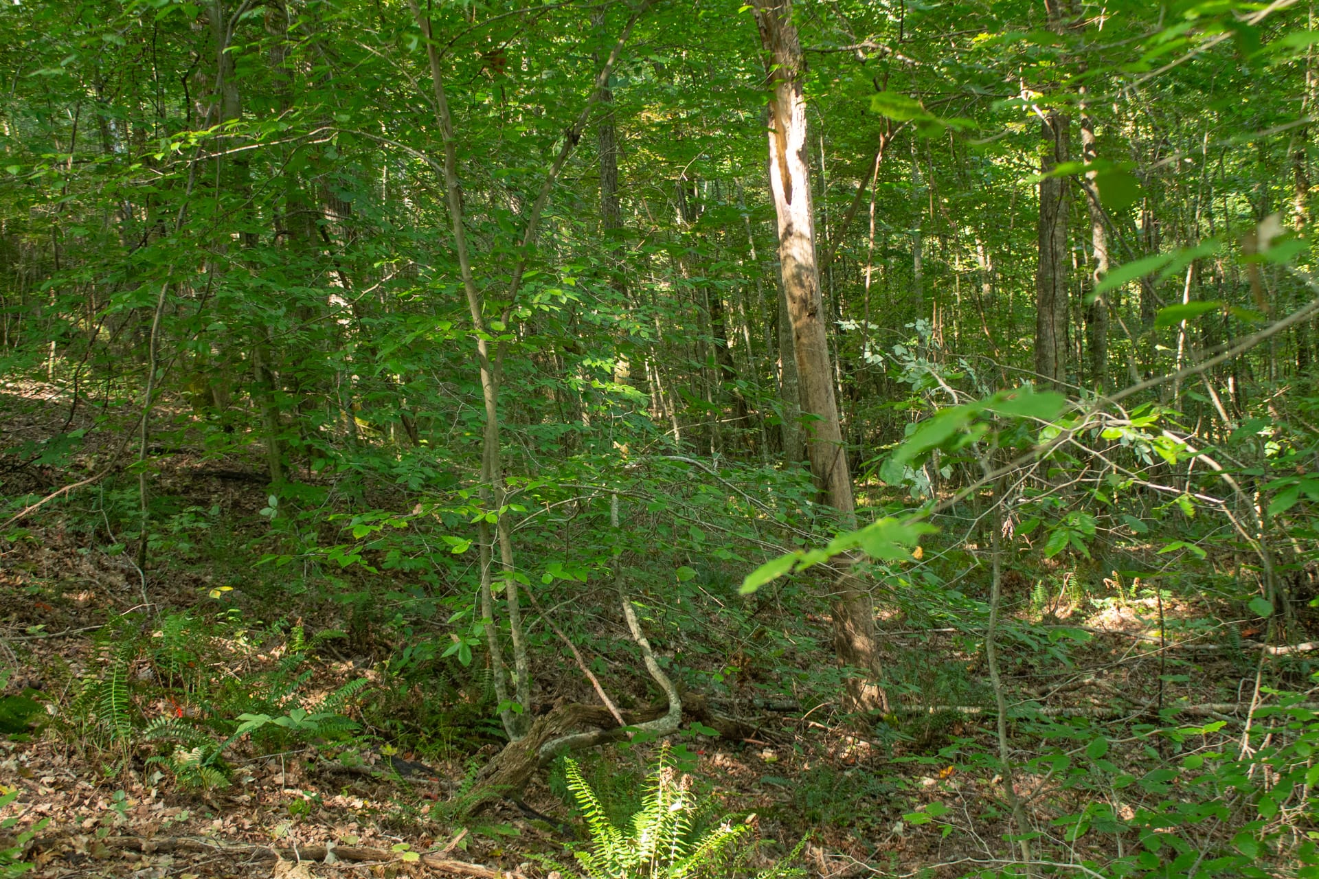 Bluegrass Ridge Tract 7 photo 12