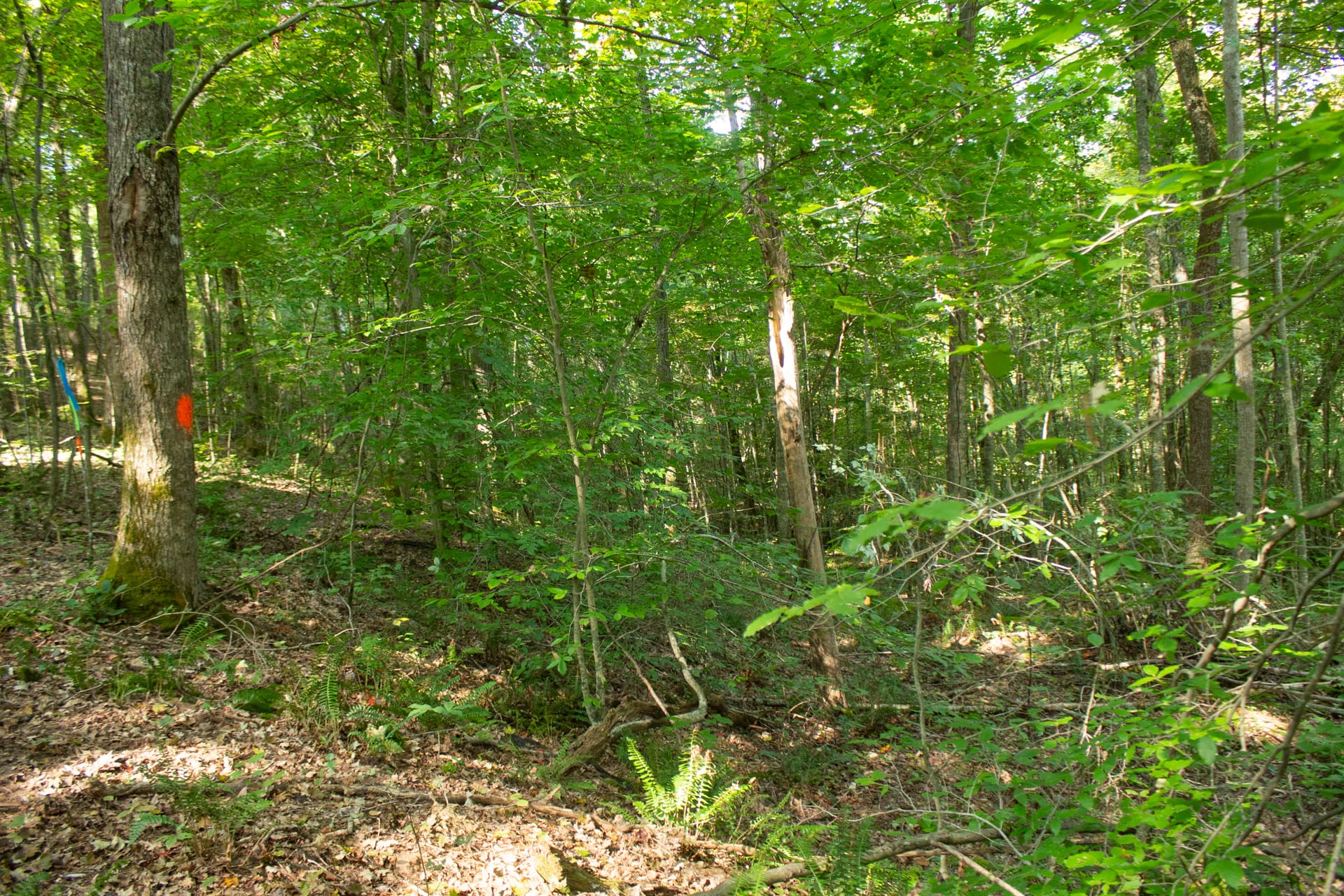 Bluegrass Ridge Tract 7 photo 15