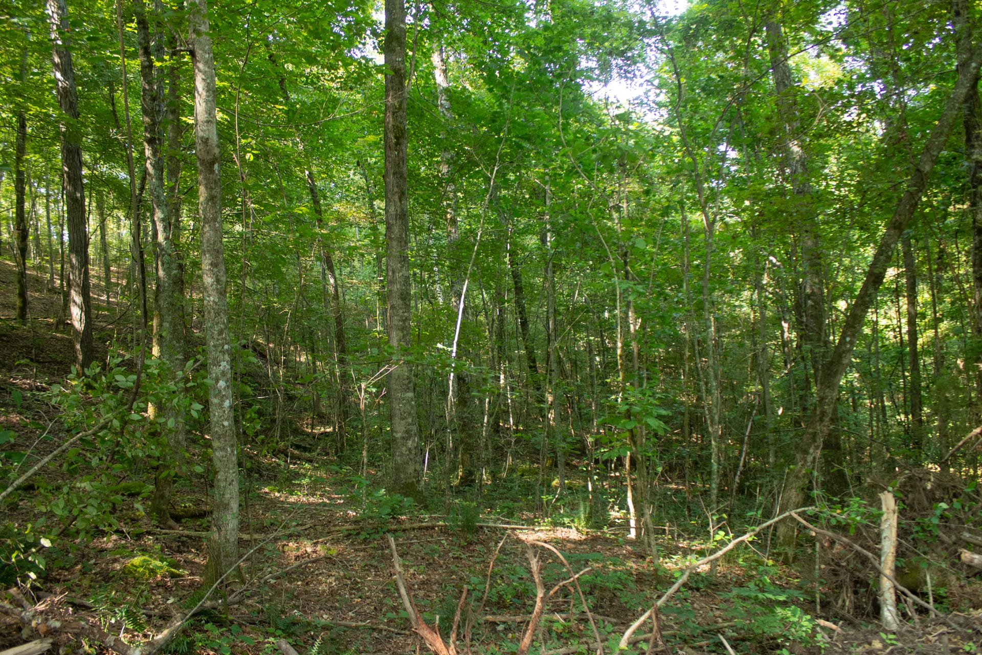 Bluegrass Ridge Tract 7 photo 14