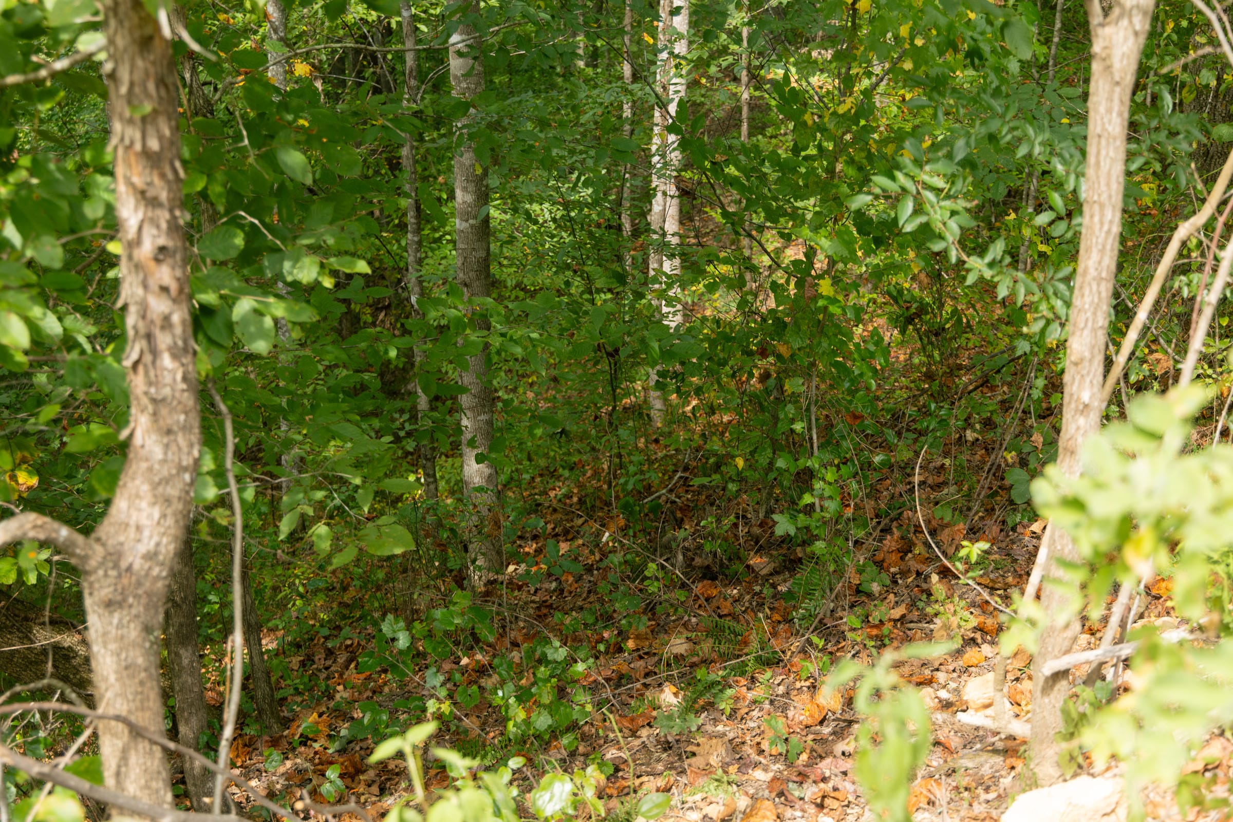 Big White Oak Tract 36 photo 7