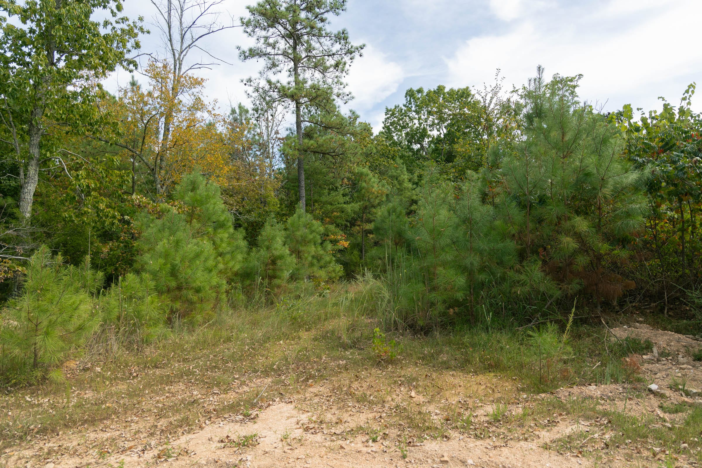 Big White Oak Tract 36 photo 9