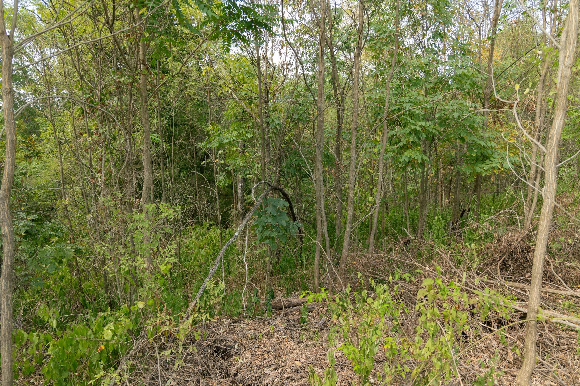 Big White Oak Tract 36 photo 8