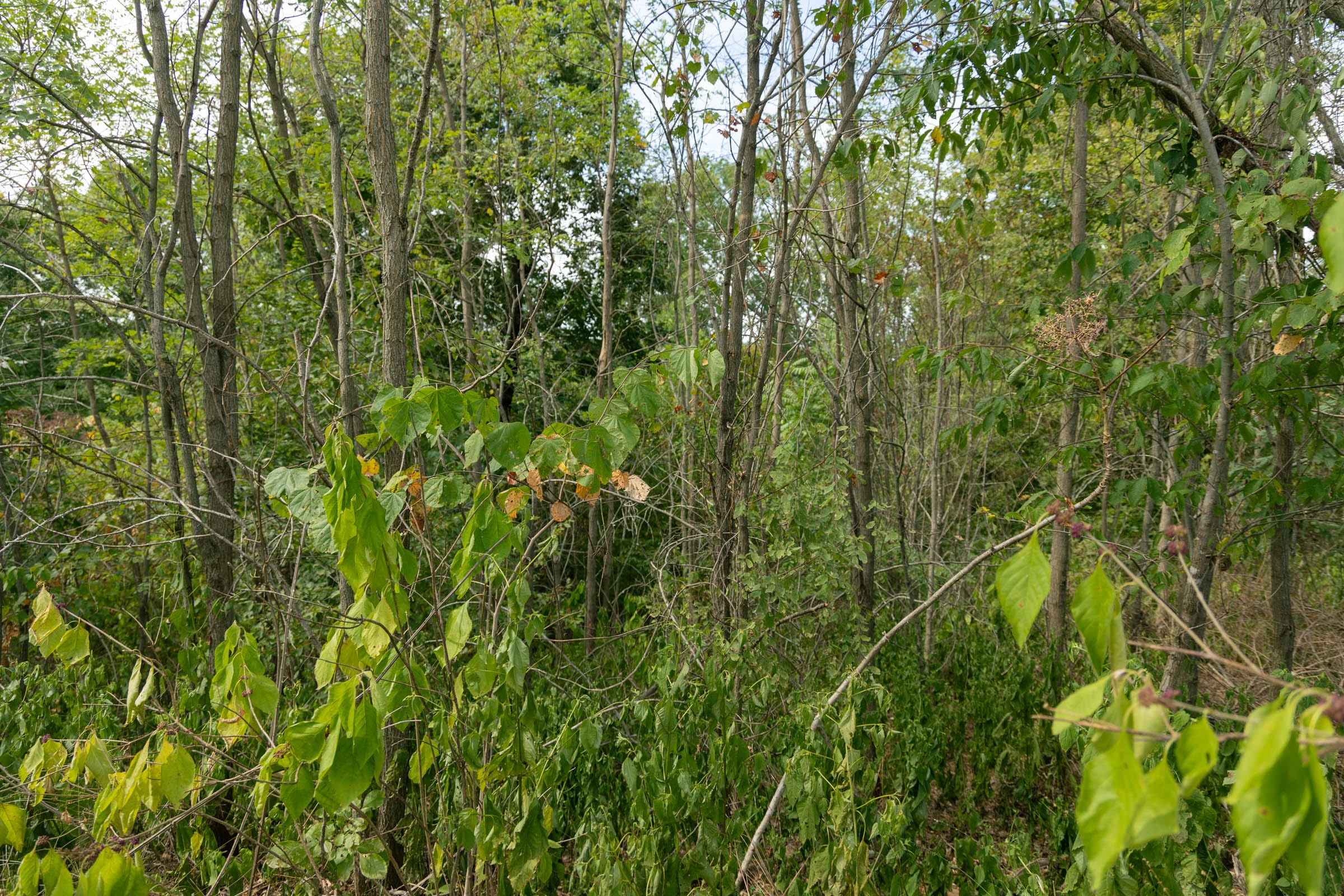 Big White Oak Tract 36 photo 6
