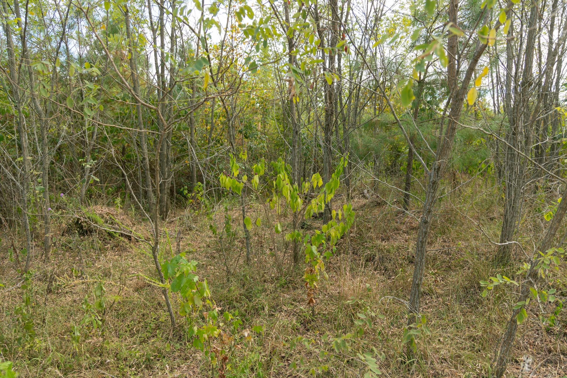 Big White Oak Tract 37 photo 4