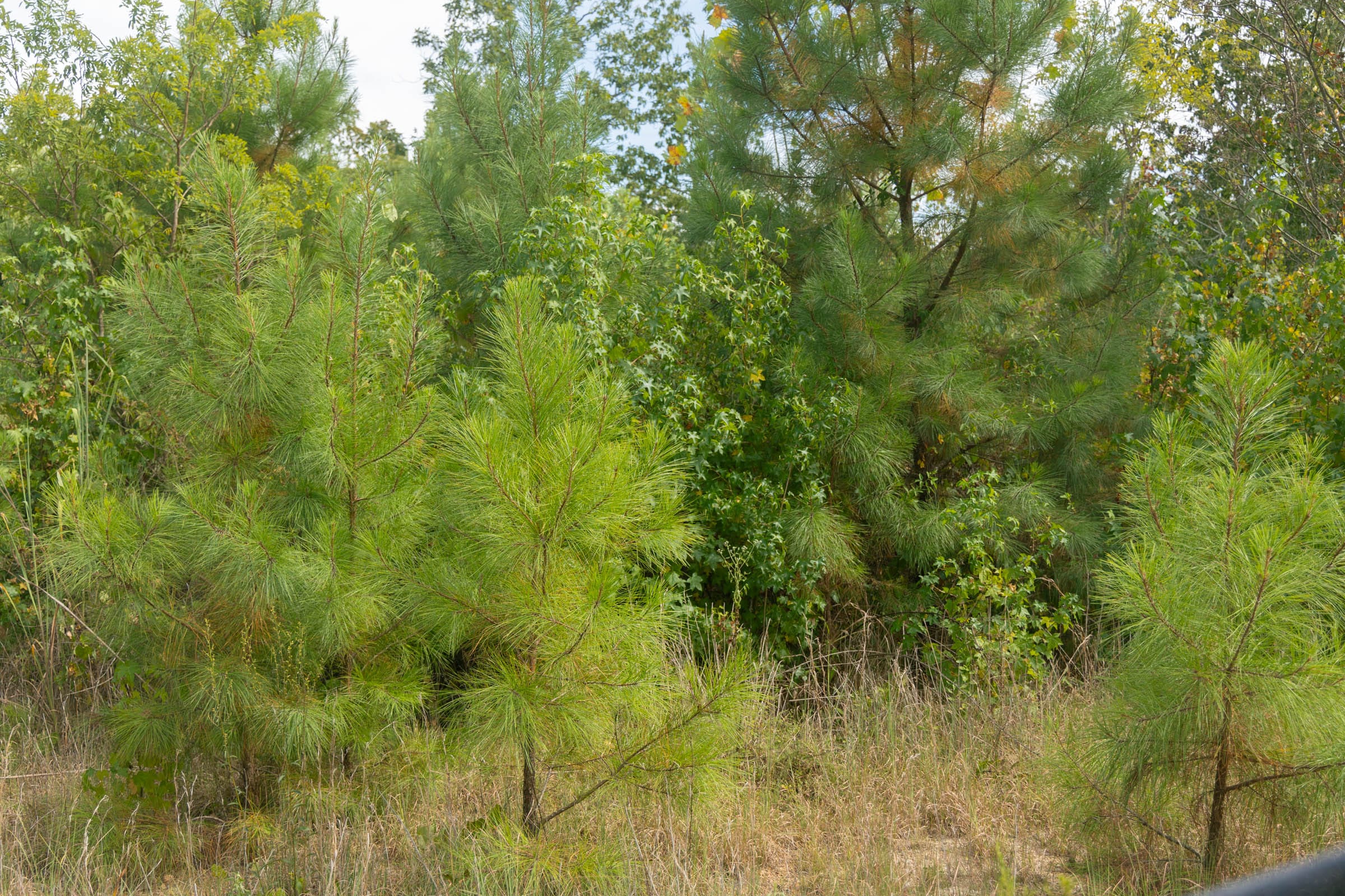 Big White Oak Tract 36 photo 4