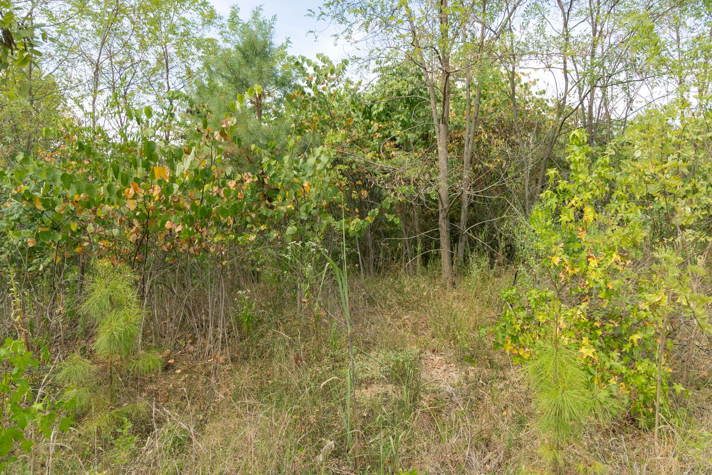 Big White Oak Tract 36 photo 5