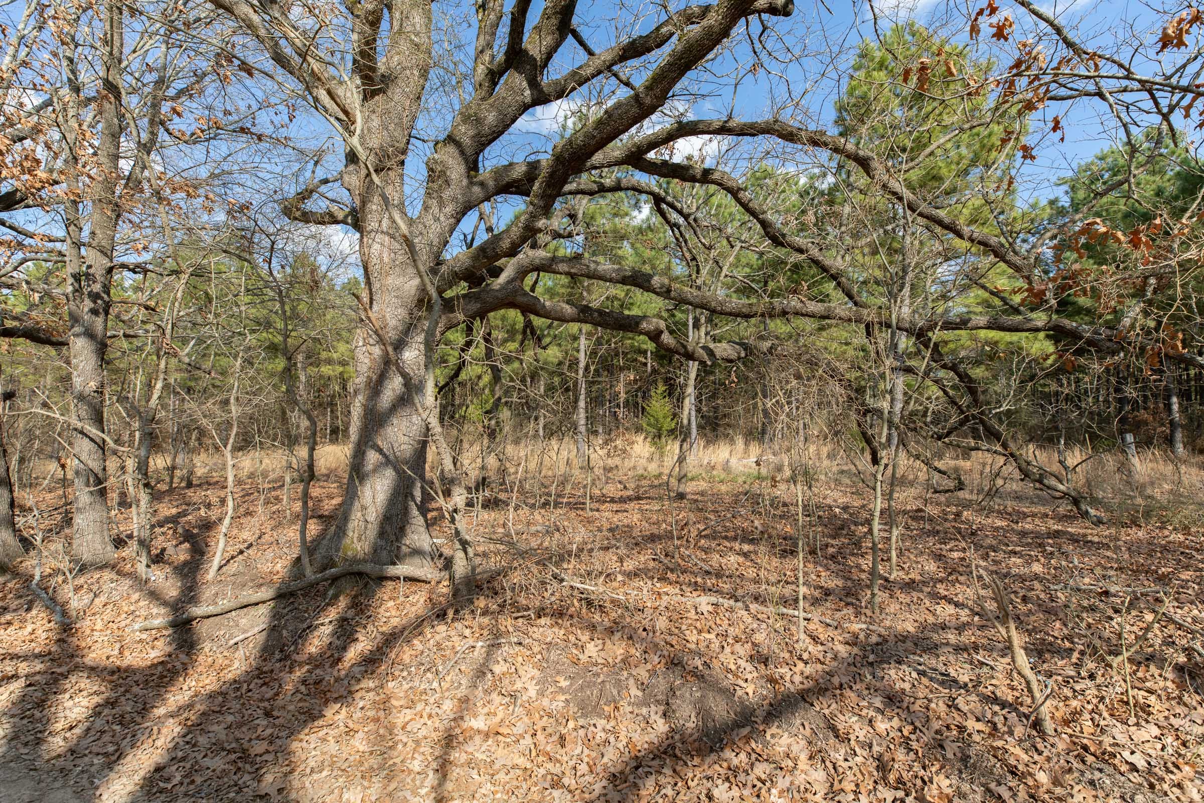 Wishing Star Ranch Tract 43 photo 2